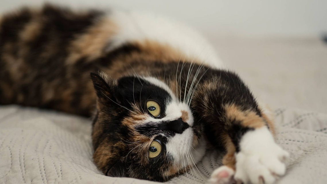 Calico Cat Makes Her Feelings About Mom and Dad's Late Bedtime Very Clear 