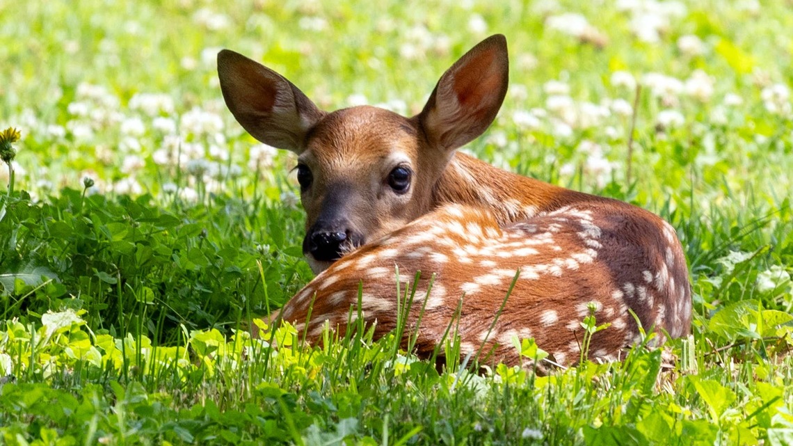 Just Relax and Watch These Baby Deer and Bunnies Lounging in a Backyard Garden 