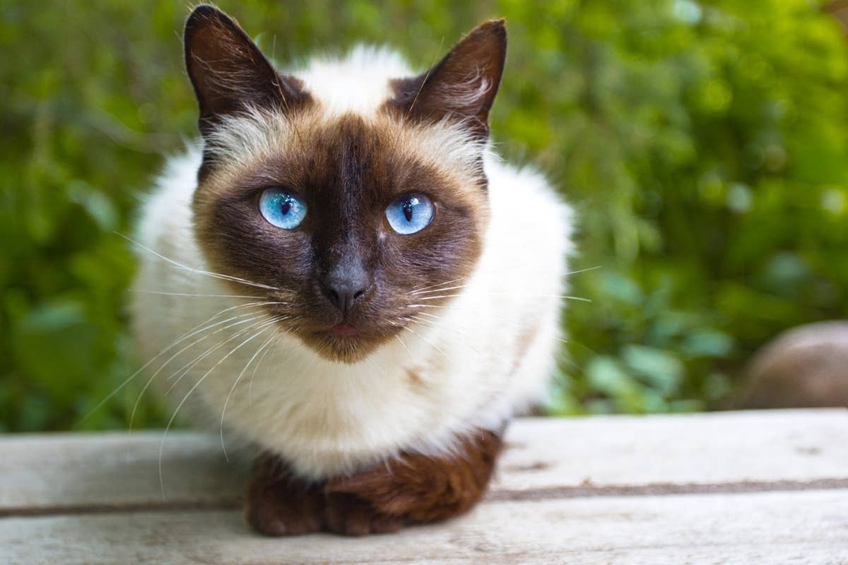  Certain cats are more comfortable in hotter environments.