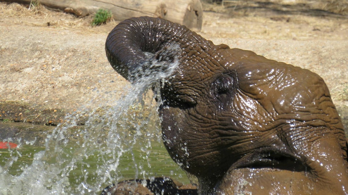 Baby Elephant Has the Cutest Way To Enjoy the Last Days of Summer