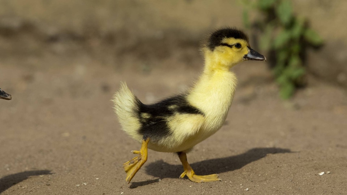 Amazon Driver Gets 'Attacked' by Tiny Duckling, and Security Camera Catches It All 