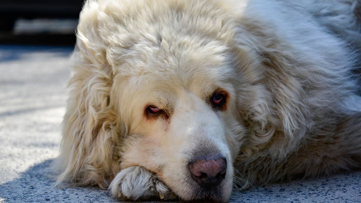 Great Pyrenees resting on the ground. 
