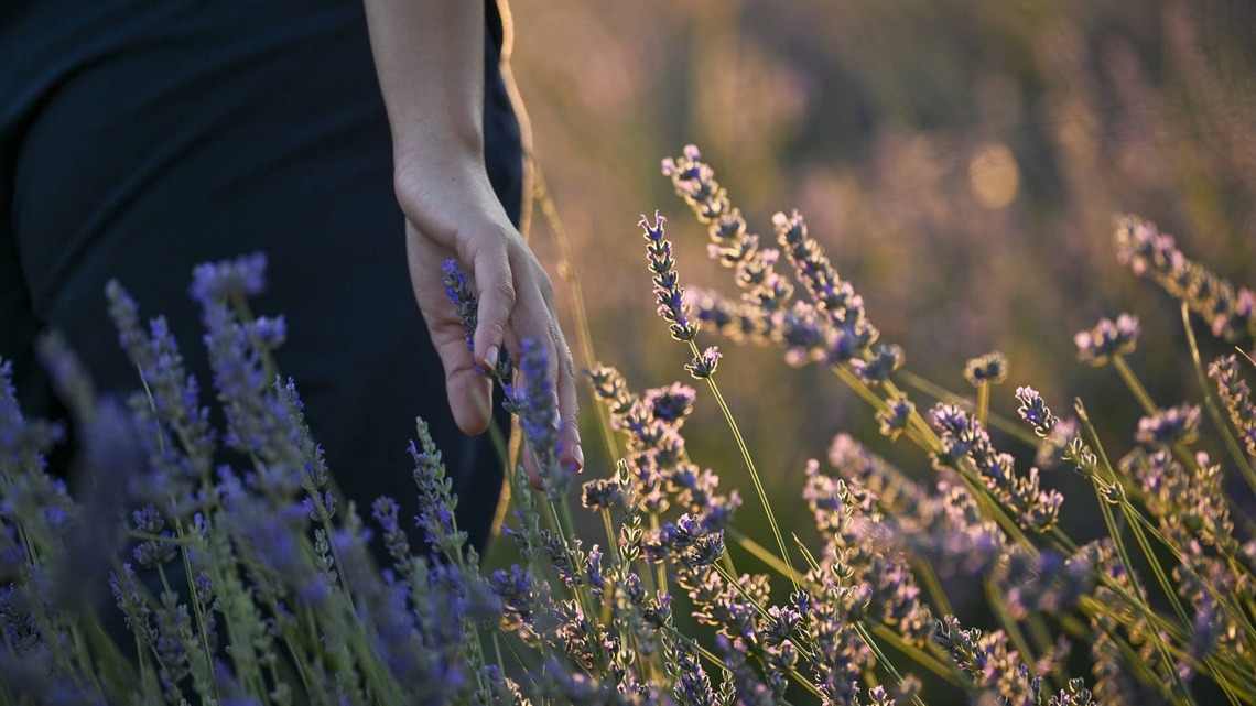 Fertilizing These 9 Plants in Summer Can Do More Harm Than Good-These 5 Still Need It 