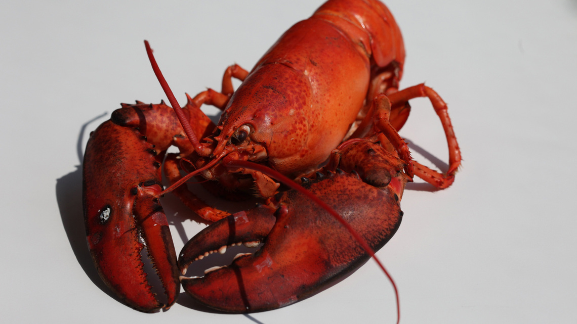 Holiday Market annual Lobsterfest is on with new additions