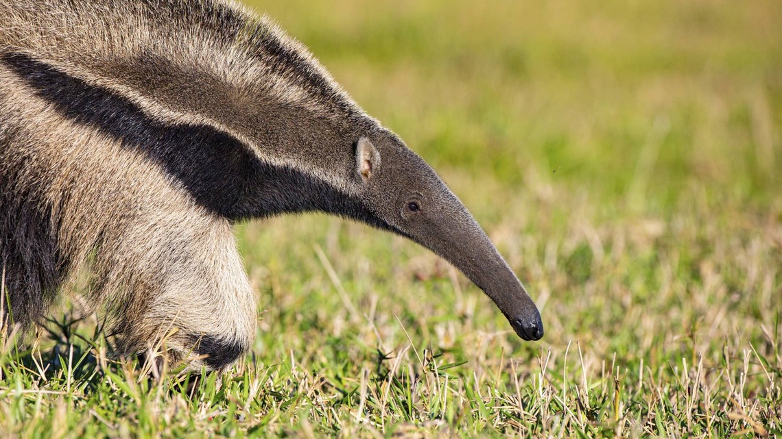 Baby Anteater's Tiny Yawn Is Adorable, but Mom's Size Steals the Show 