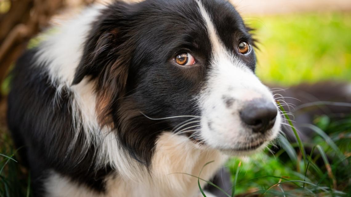 Couple Shares Rare Look Into the Special Recipe Keeping Their Disabled Dog Healthy 