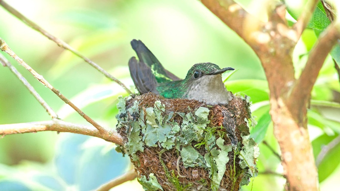 This Hummingbird's Remarkable Nest Is a Tiny Architectural Masterpiece