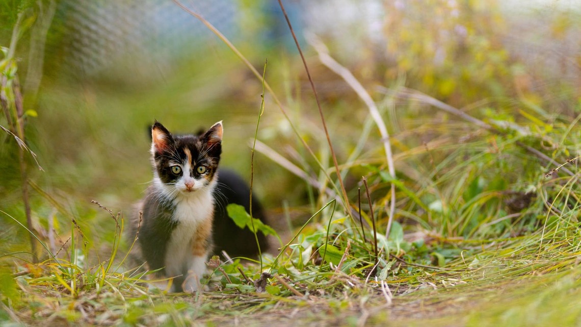 Woman's Litter of ‘Garden Kittens' Makes Growing Her Garden Feel So Magical 