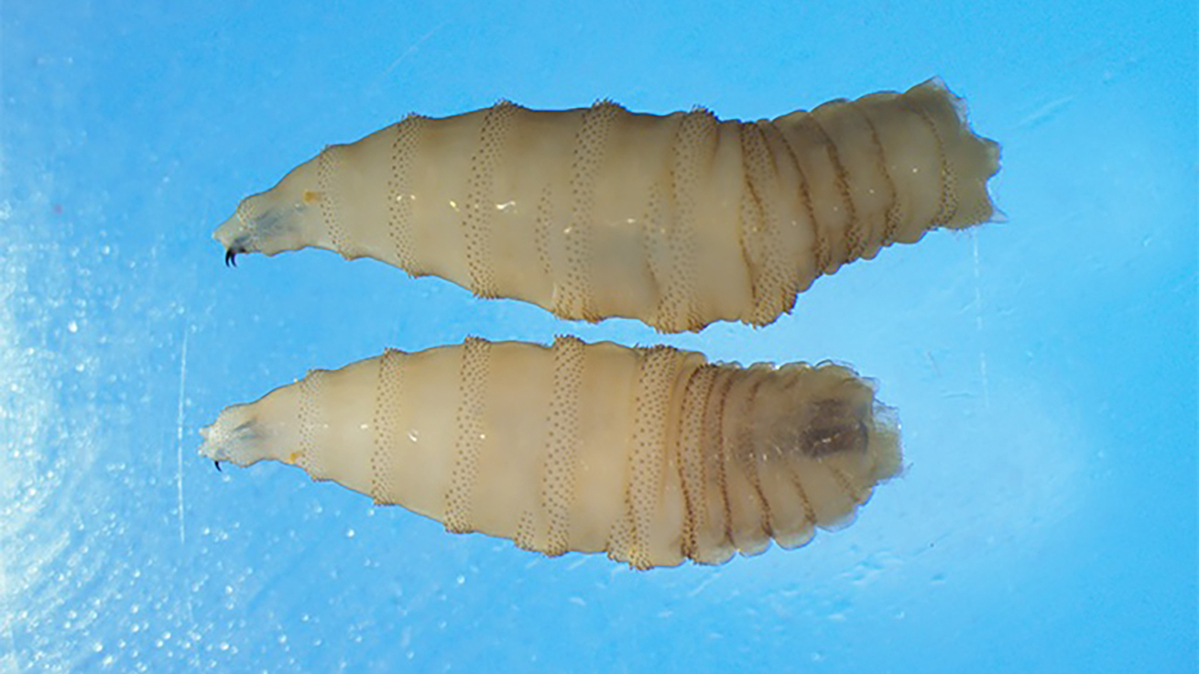 The New World screwworm is a flesh-eating parasite that lays eggs in open wounds. It can be devastating to livestock and, in rare cases, humans. (U.S. Centers for Disease Control and Prevention/TNS)