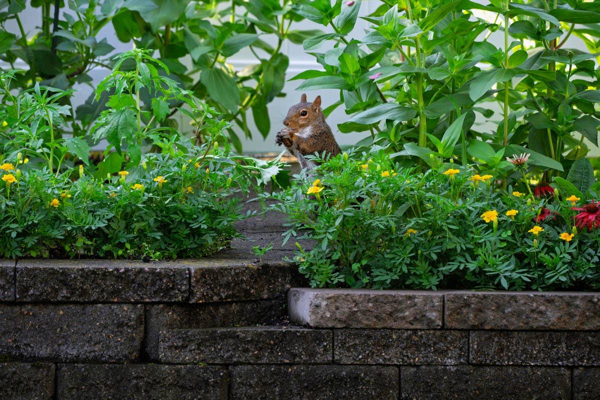  A squirrel exploring a garden bed.