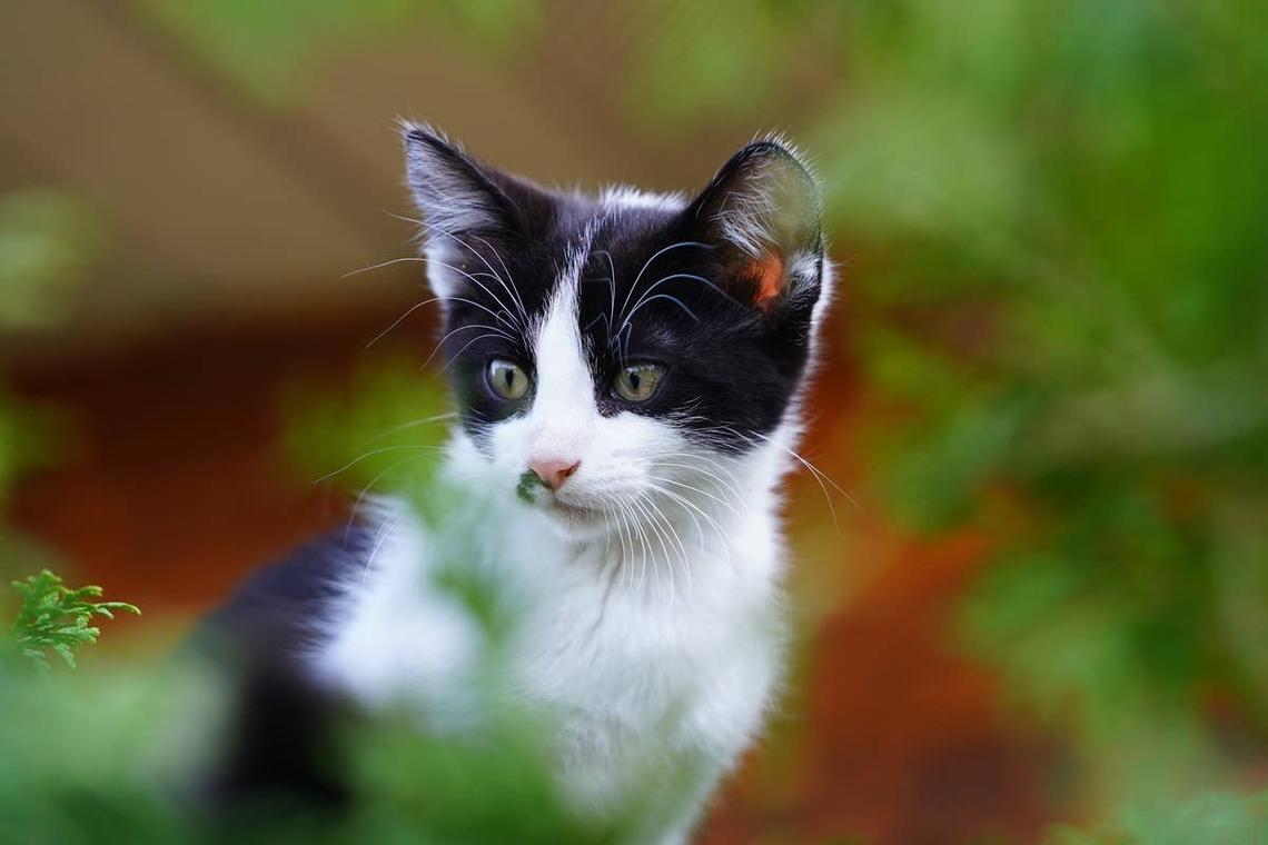  A Tuxedo kitten. 