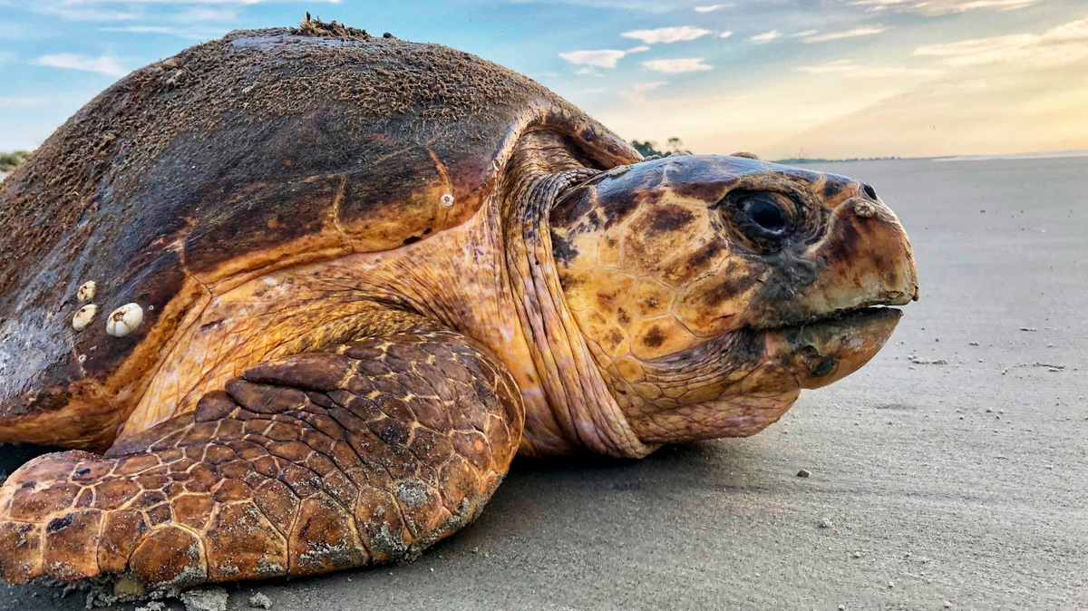 FILE - In this July 5, 2019, file photo provided by the Georgia Department of Natural Resources, a loggerhead sea turtle returns to the ocean after nesting on Ossabaw Island, Ga. A conservation group has again filed suit over a U.S. agency’s planned timeframe for dredging a shipping channel on the Georgia coast, arguing that using machines to suck sediments from the harbor floor during summertime poses a dire threat to rare sea turtles. (Georgia Department of Natural Resources via AP, File)