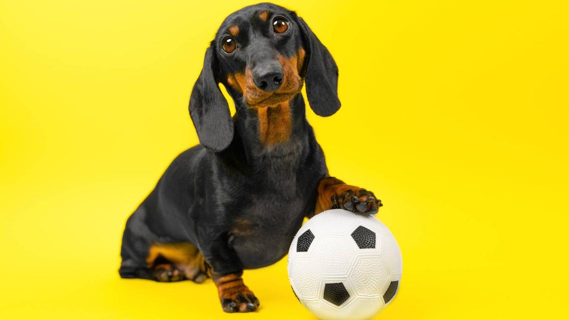 Clever Little Dachshund Invents Way To Play Fetch by Himself, Without Human Help 