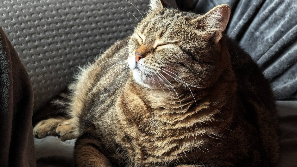 'Sassy Fat Cat' Demands Pets From Human She Hates, Then Immediately Attacks Him 