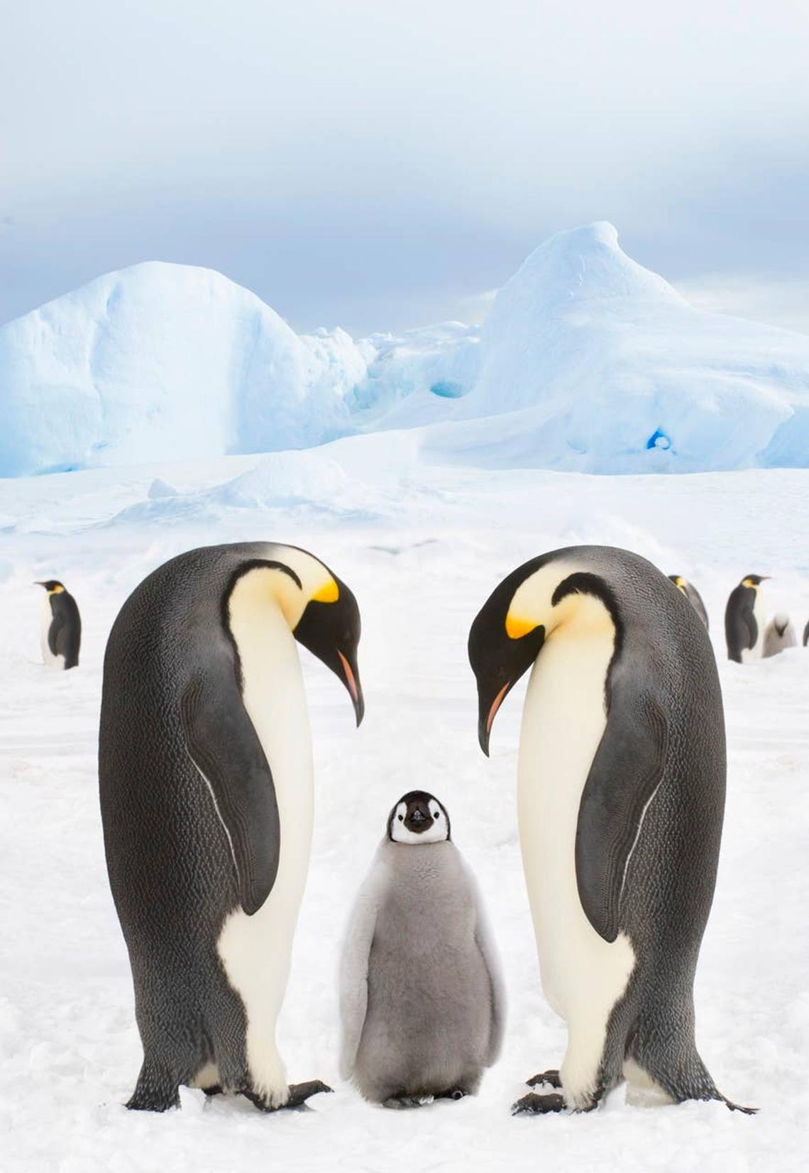  An endangered emperor penguin chick with its parents on thinning Antarctic ice. 