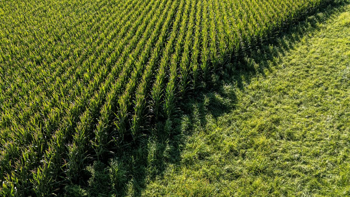 A drone view shows acres of corn fields filling the landscape near Springdale, Iowa, U.S., August 20, 2025. REUTERS/Evelyn Hockstein