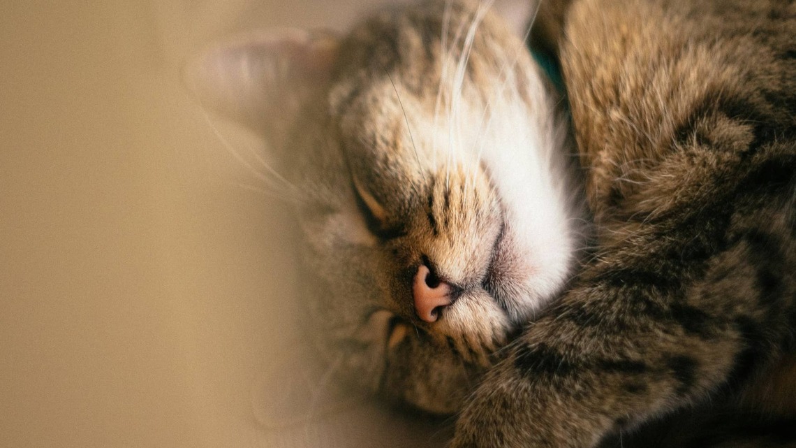 Rescued Feral Cat Settles Into His Crate With Relief After Realizing He's Finally Safe 