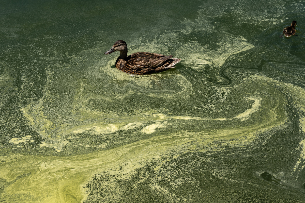 A duck swims through algae in the Lincoln Memorial Reflecting Pool, after recent renovations following a directive from U.S. President Donald Trump to paint it blue ahead of the 250th anniversary of U.S. Independence, in Washington, D.C., U.S., June 16, 2026. REUTERS/Eric Lee