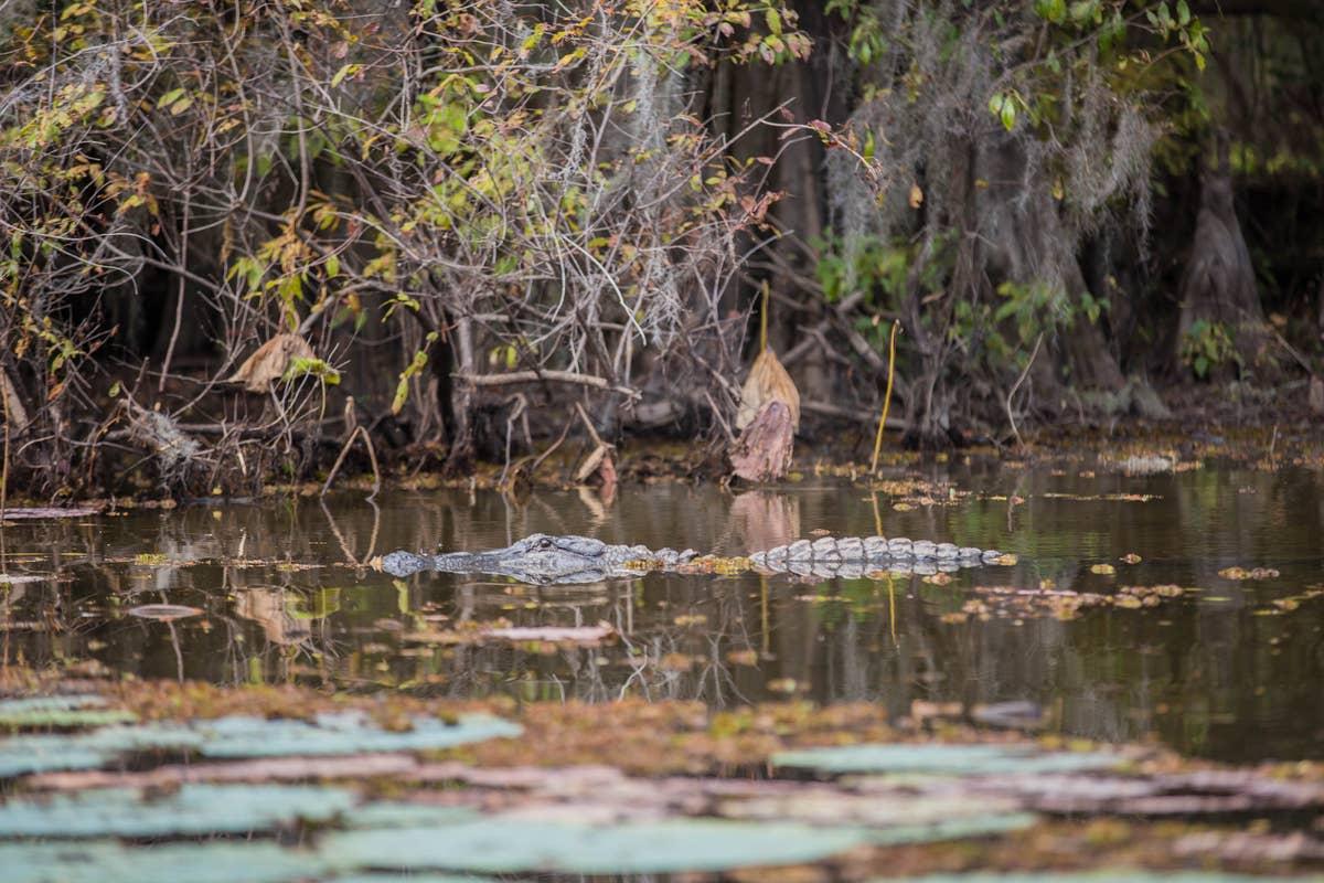  Caddo Lake State Parks is known as an alligator-filled area in Texas.