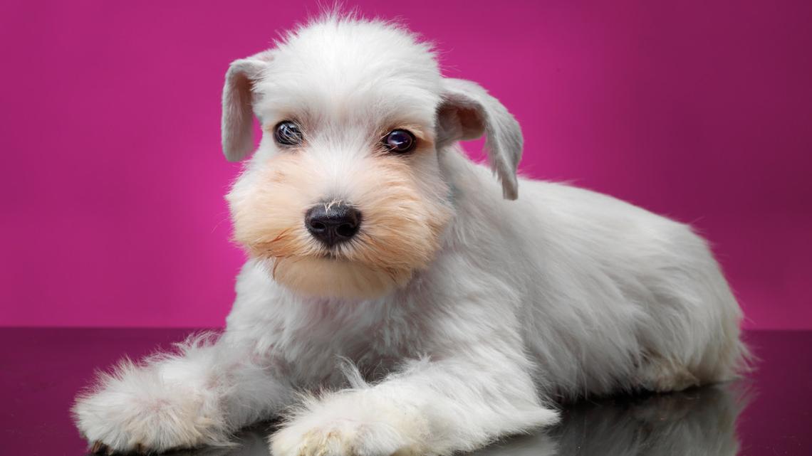 Mini Schnauzer Uses Cartoon Character Face To Get Him Out of Trouble 