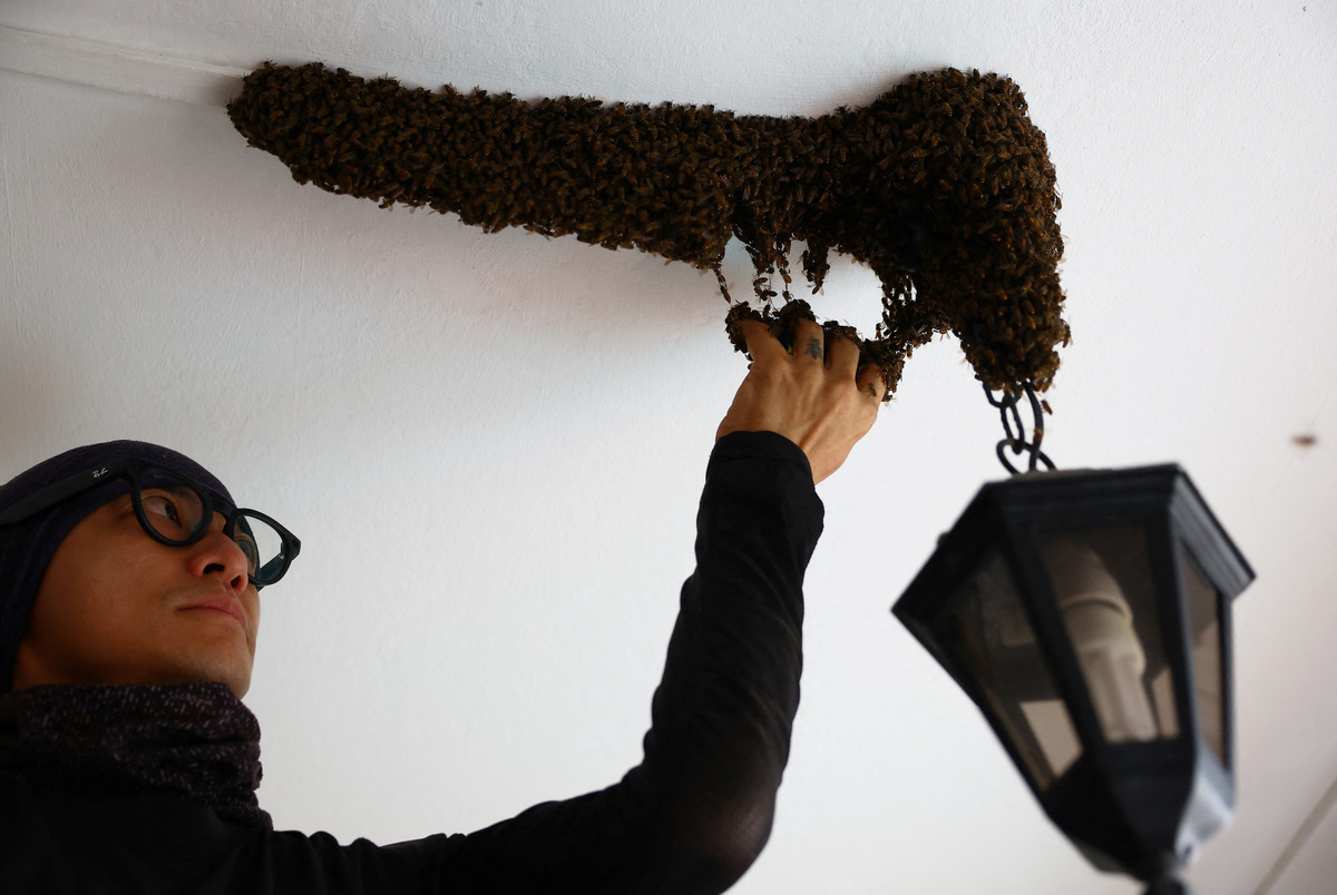 Bee rescuer Clarence Chua, films social media content with his Meta glasses, as he removes bees from a light fixture with his bare hand at a public housing apartment in Singapore, May 15, 2026. REUTERS/Edgar Su