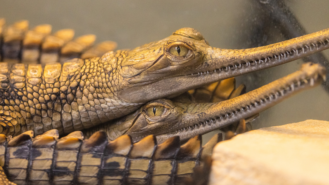 Zoo's baby crocodiles are supporting an endangered species (and they're cute!) 