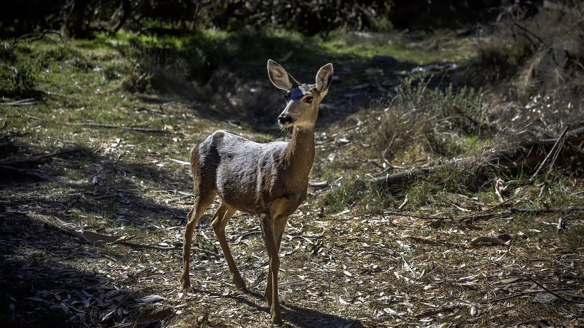 Commentary: America's wildlife refuges may no longer protect the animals 