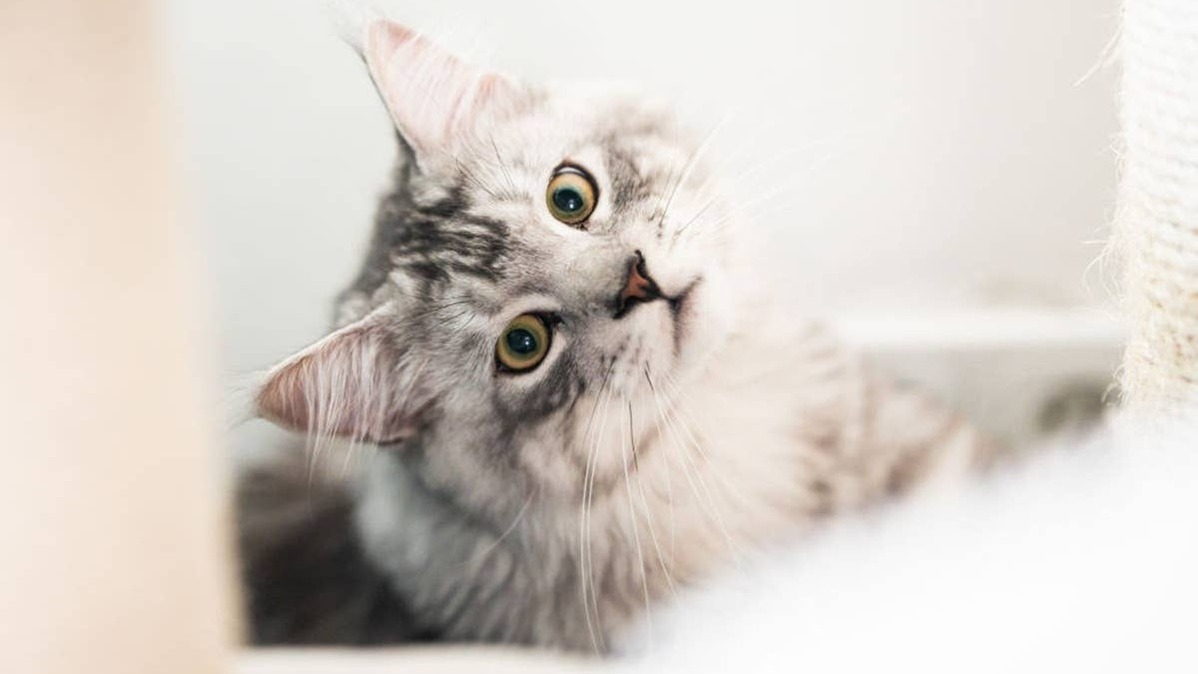 These gentle giants come with a few quirks most owners don't expect. 