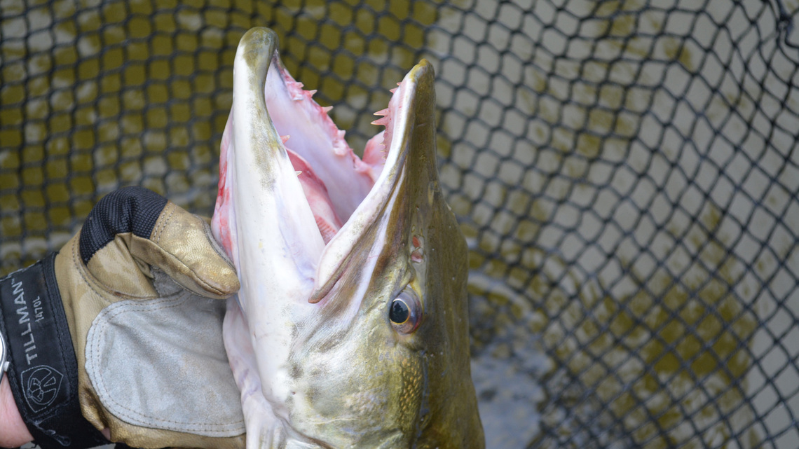 Dennis Anderson: Two young sisters catch back-to-back muskies - a Wisconsin tale you can actually believe 