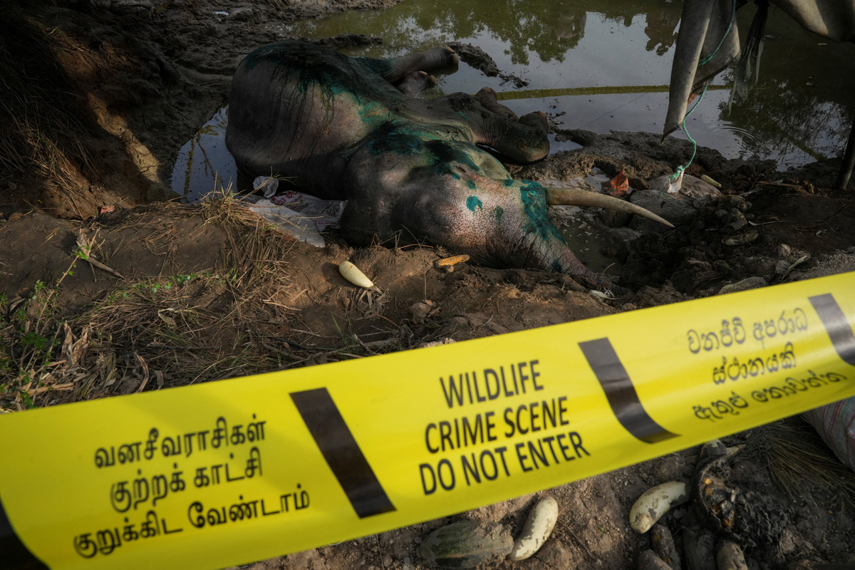 In Sri Lanka, human-elephant conflict takes deadly toll | Biloxi Sun Herald