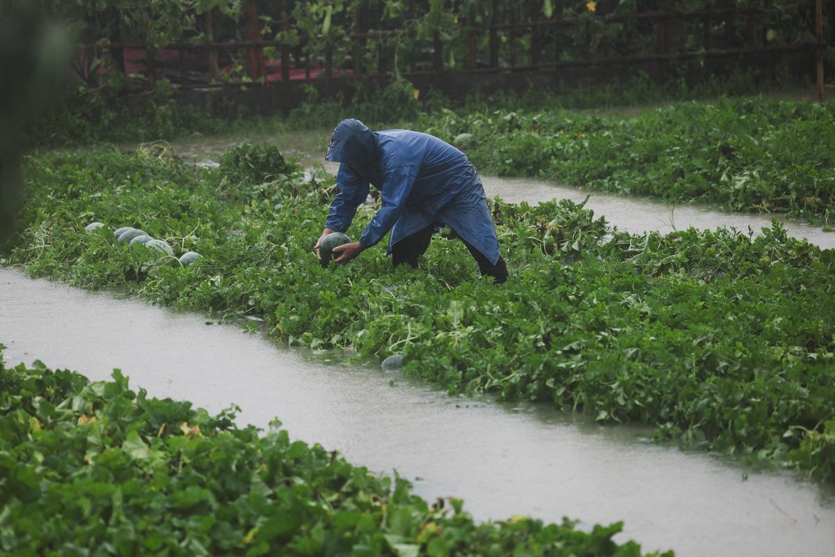 A farmer holds a watermelon in flooded farmland after heavy rain brought by Typhoon Bavi in Wenzhou, Zhejiang province, China, July 12, 2026. REUTERS/Go Nakamura