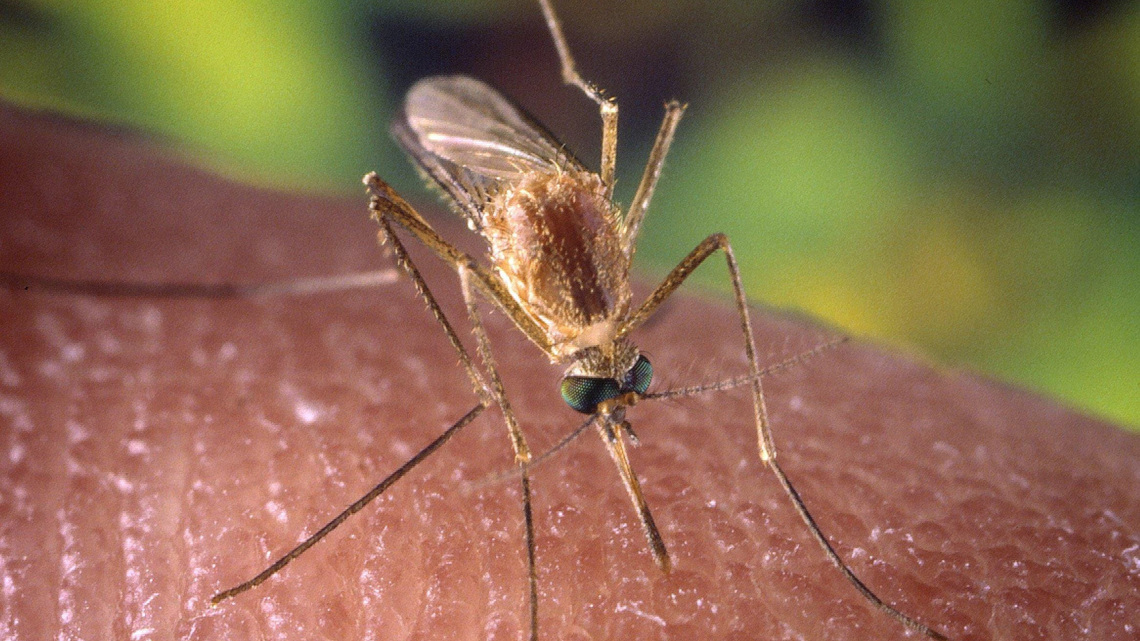 Health officials to conduct mosquito fogging in 6 additional neighborhoods 