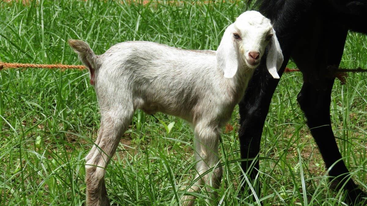 A close-up of a goat kid standing next to a horse’s legs. 