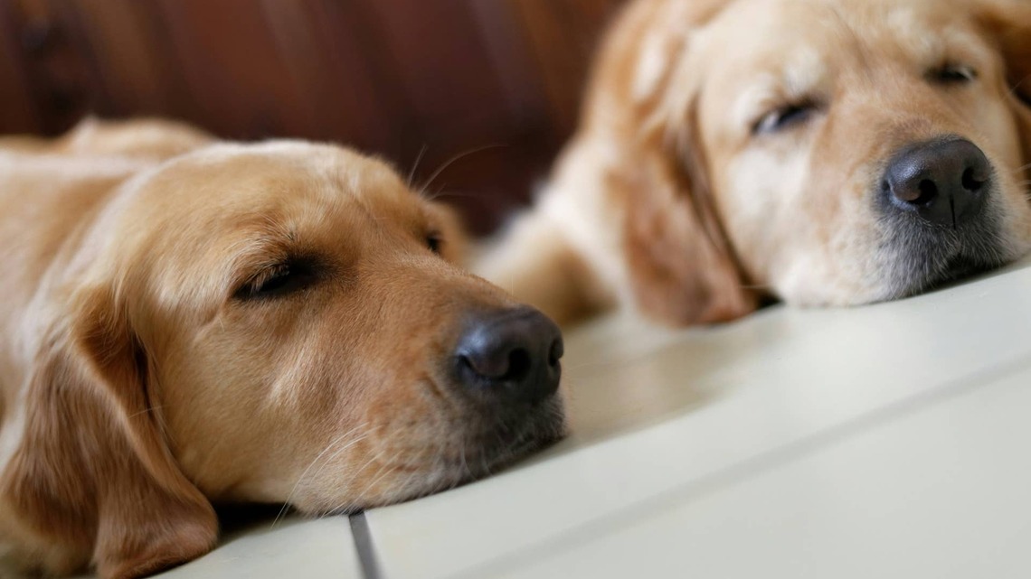 Golden Retriever Siblings' Cute Sleeping Pose Looks Like 'The Printer Ran Out of Ink' 