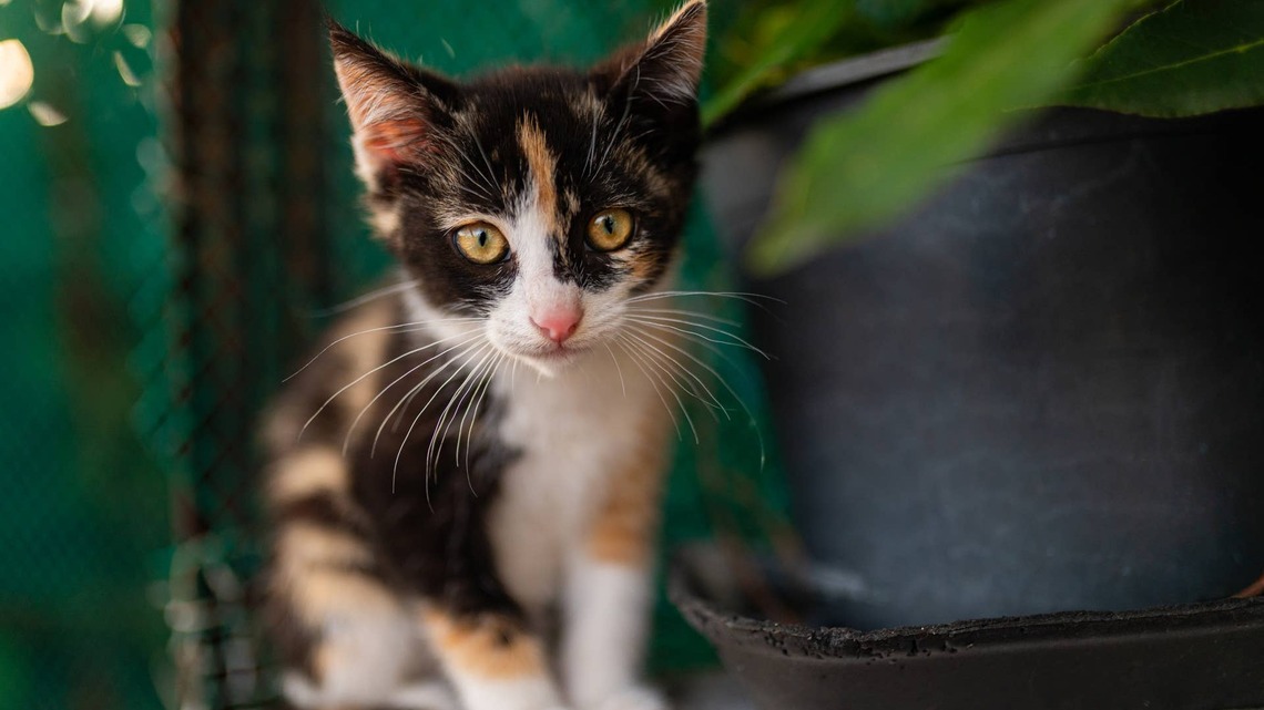 Sweet Shelter Kitten With Feline Leukemia Virus 'Doesn't Understand Why Everyone Can't Come Visit' 