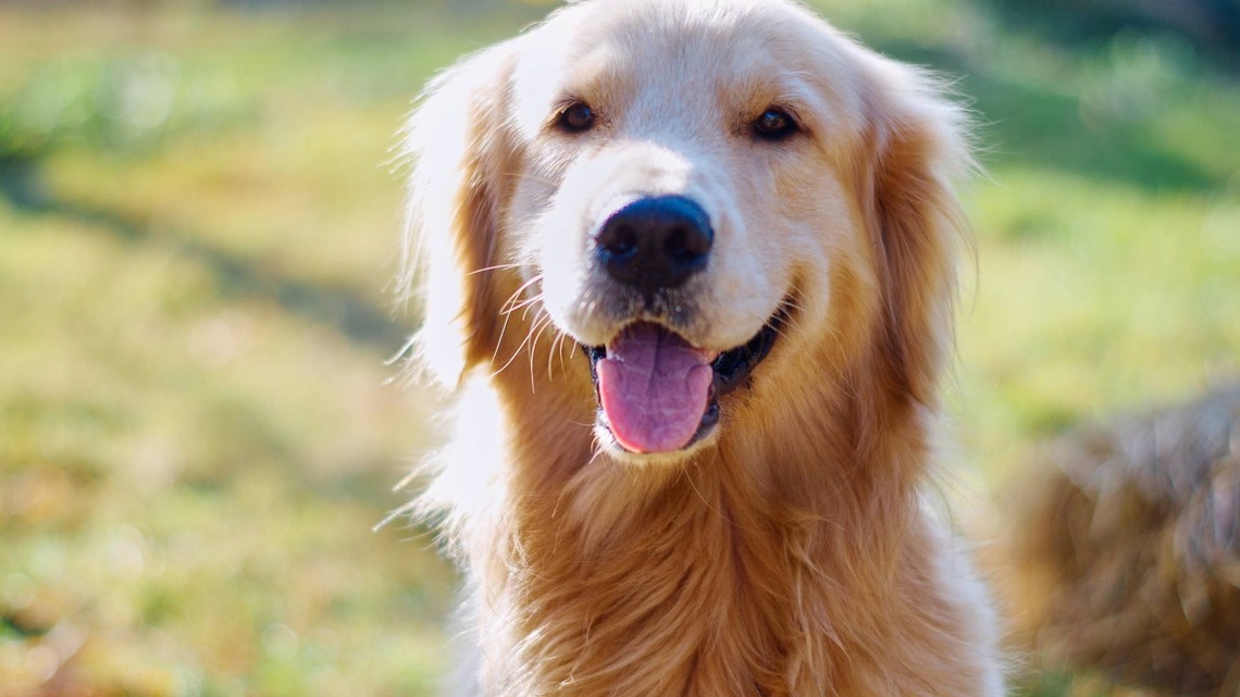Golden Retriever Gets Put in ‘Face Jail' and Becomes a Total Fashion Icon