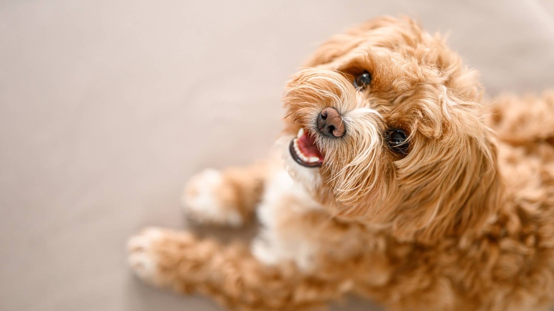 Maltipoo Looks Like a Completely Different Dog Just 2 Weeks After His Haircut 