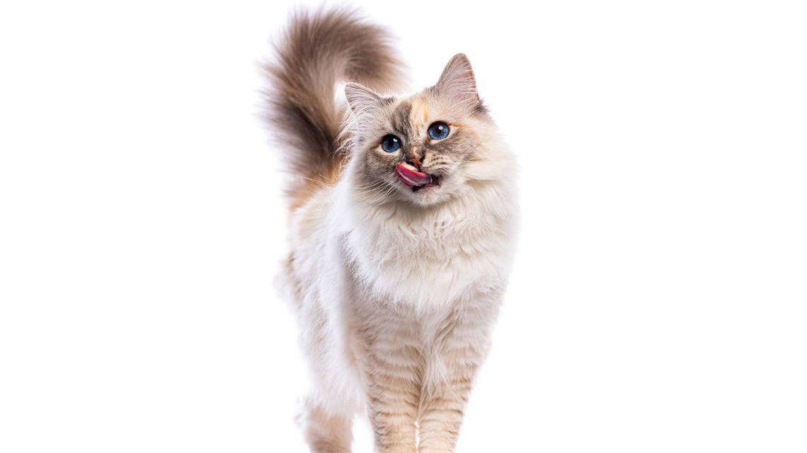 Cat Dad Turns an Unused Ledge in His Home Into the Most Luxurious ‘Apartment' for His Cat 