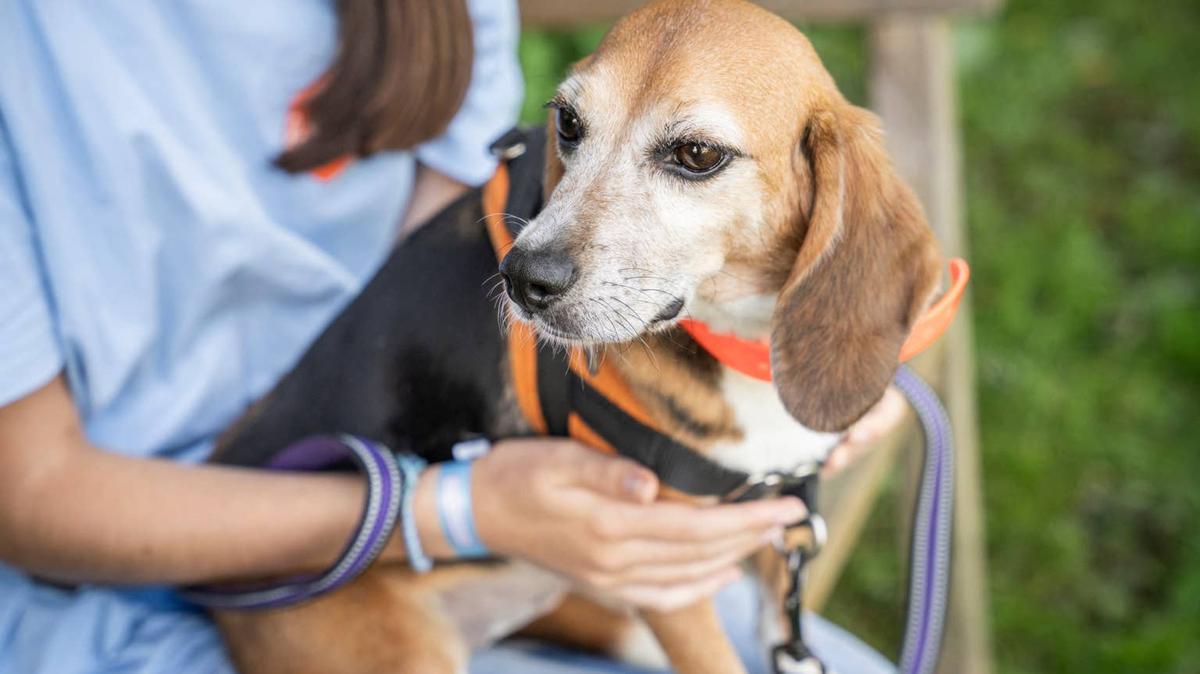 Beagle sitting on someone's lap, getting pet. 