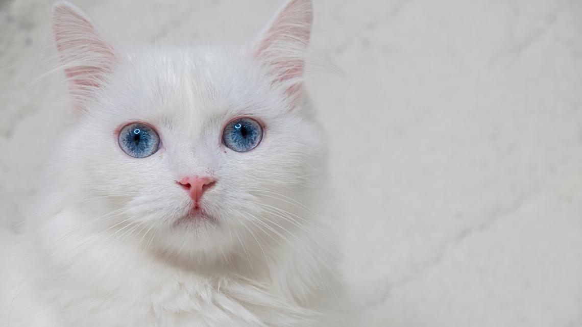 Deaf Cat Learning and Understanding Sign Language Will Have You in Your Feelings 