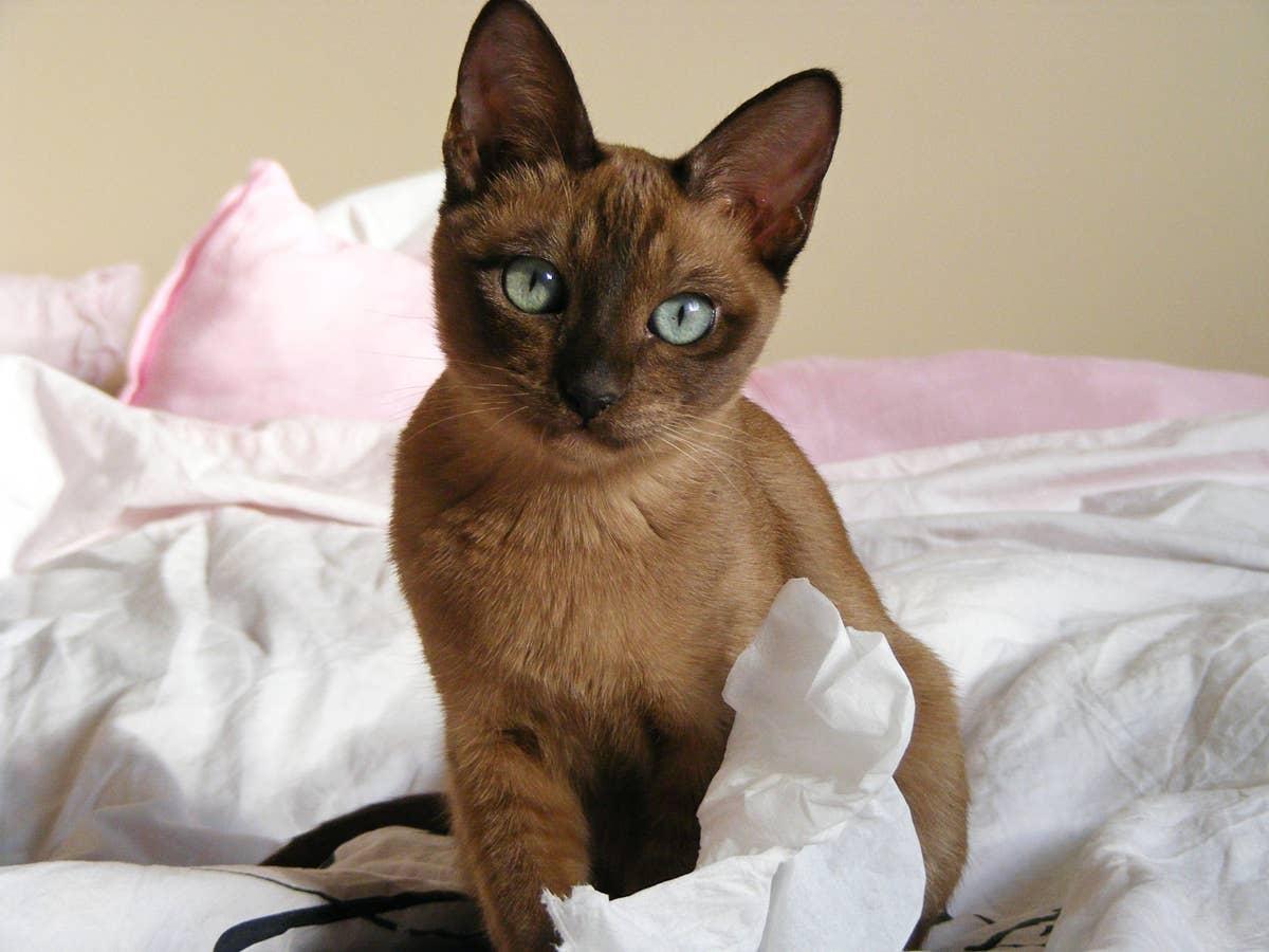  A Tonkinese cat with unique fascinating aquamarine eyes playing in bed.