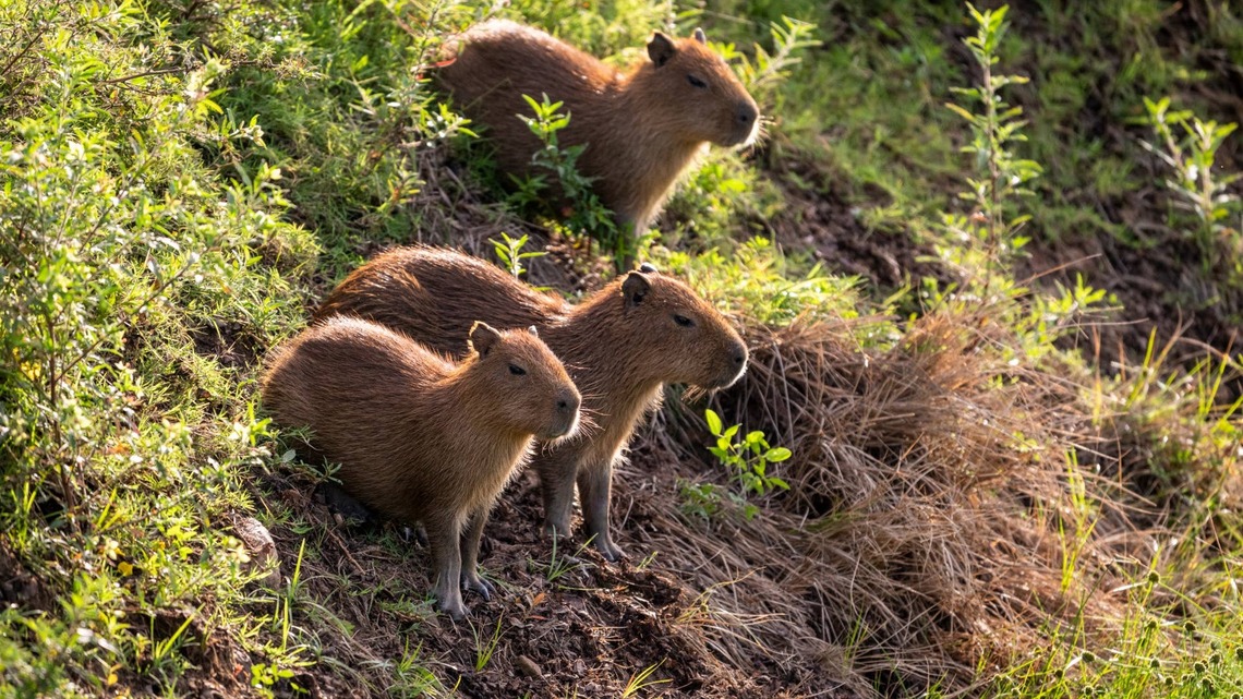 Edinburgh Zoo's Capybara Gives Birth to 3 Adorable Pups and Their Big Brother Just Got Demoted 