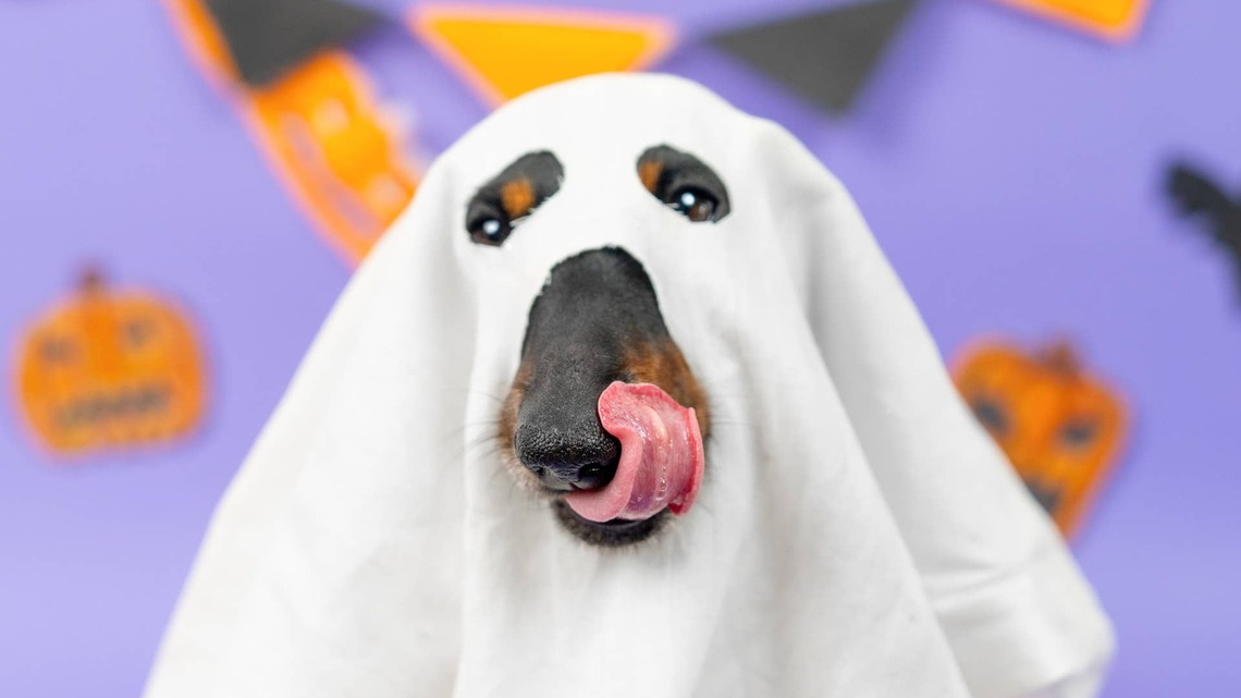 Tiny Dachshund's Spooky Graveyard Ghost Photoshoot Is Hauntingly Adorable 
