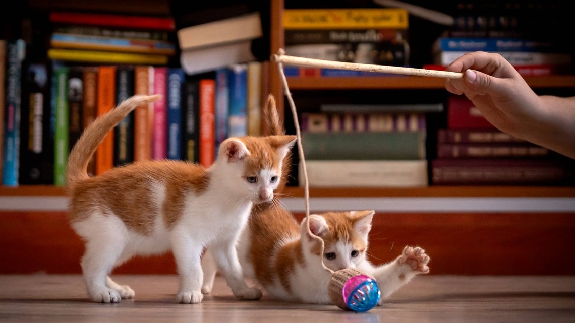 7 Cat Breeds That Stay Playful Well Into Adulthood, According to Experts