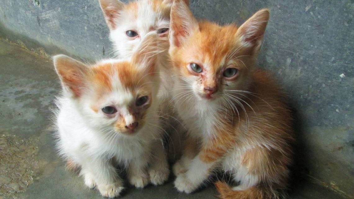 Three Tiny Orange Kittens in Sock Swaddles Are the Best Excuse to Cancel Your Plans 