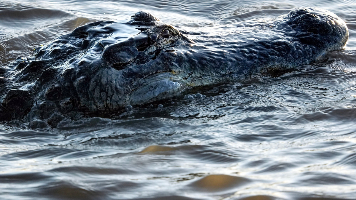 An American alligator is seen in Lake Okeechobee on June 11, 2026, in Martin County.