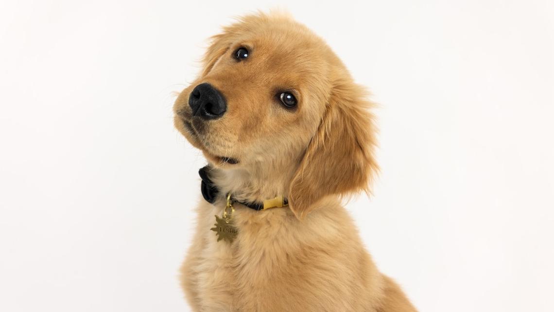 This Puppy's Reaction to Hearing His Own Bark the First Time Is So Precious 
