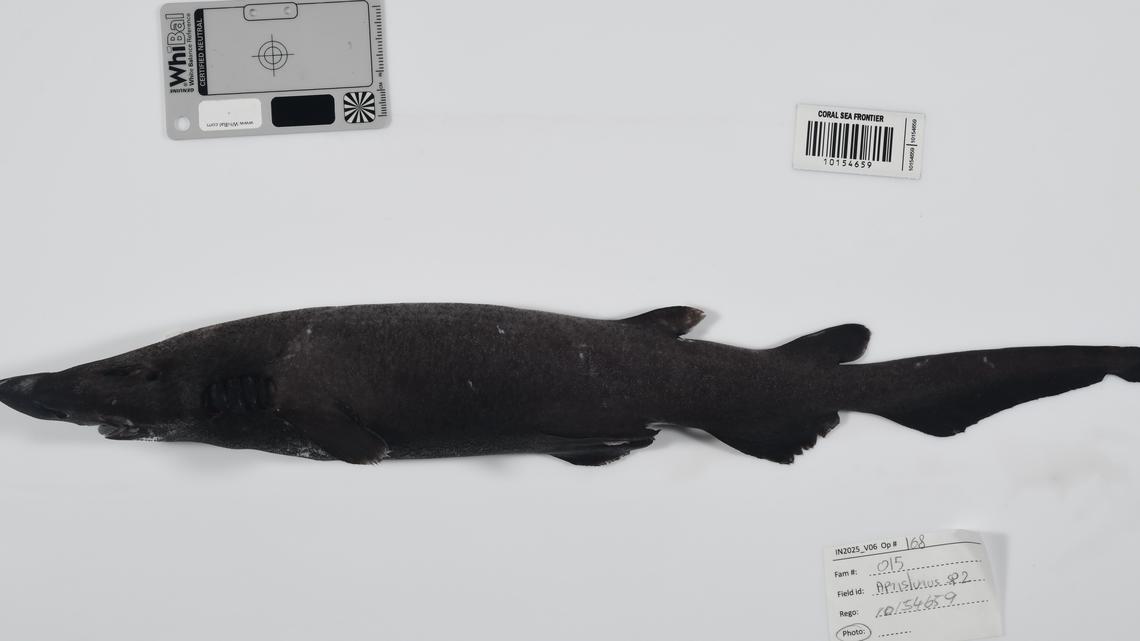 Scientists Just Found 110+ New Species Hiding in Deep Waters Off Australia—Including a ‘Ghost Shark’