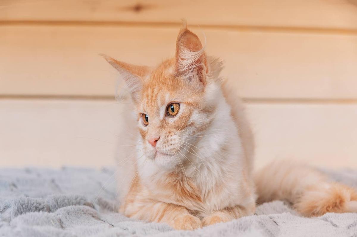  An orange/yellow Maine Coon lying down.