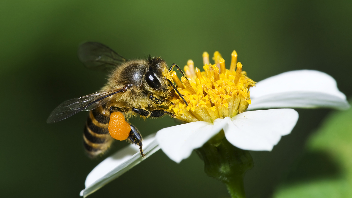 Migratory beekeeping relies on moving managed honey bee colonies wherever there’s agricultural demand, writes Melissa Rae Sanger.